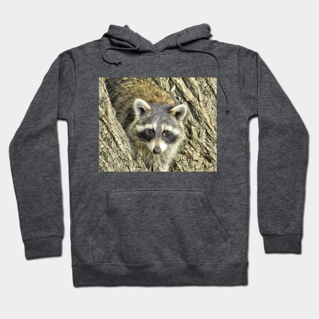 North American Raccoon No.1 Hoodie by MaryLinH